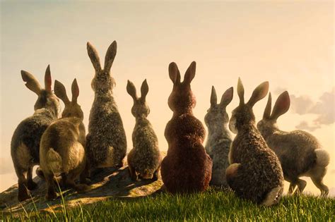 Watership Down Uma Jornada Épica de coelhos em busca de um novo lar!